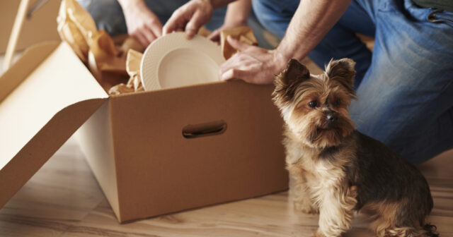 How to Make Moving with Pets a Paw-fect Experience