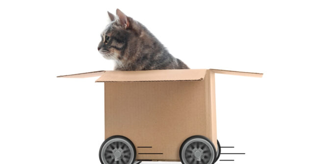Pet-Friendly Moves
