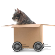 Pet-Friendly Moves