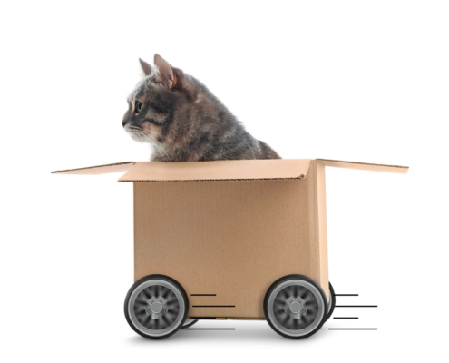 Pet-Friendly Moves